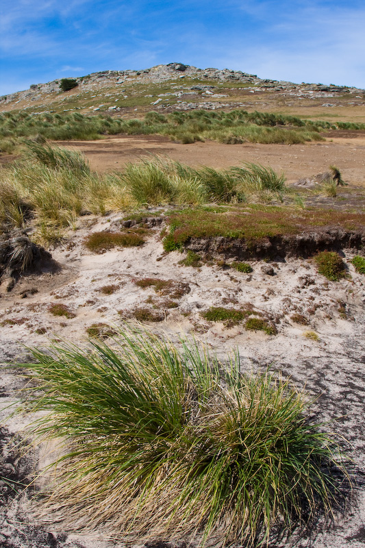 Tussock And Hill